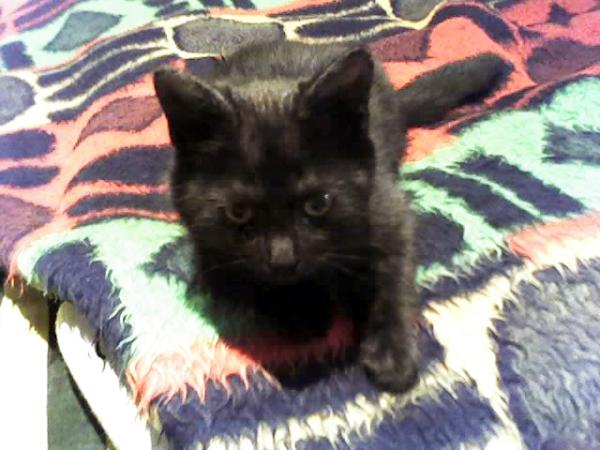 post-2337-069880500 1285503454_thumb.jpg