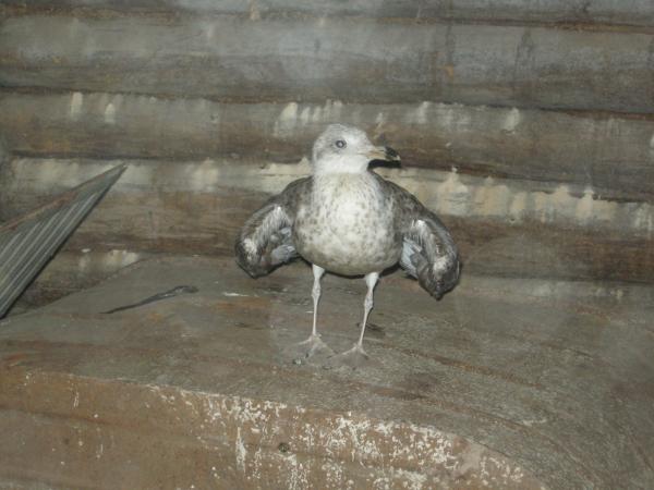 post-2734-031877600 1284482272_thumb.jpg