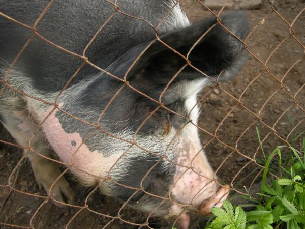 post-2734-045403800 1284739460_thumb.jpg