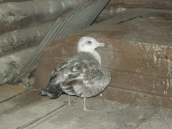 post-2734-063471700 1284482055_thumb.jpg