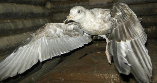 post-2734-087632400 1284395514_thumb.jpg