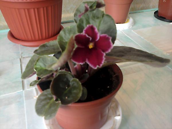 post-3197-080626000 1316693743_thumb.jpg