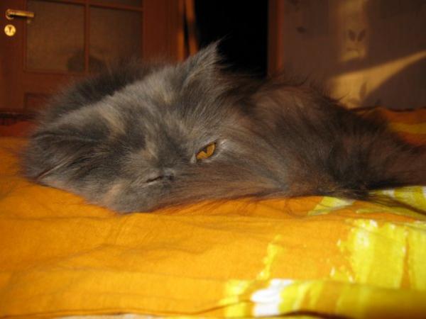 post-1324-016408500 1286093844_thumb.jpg