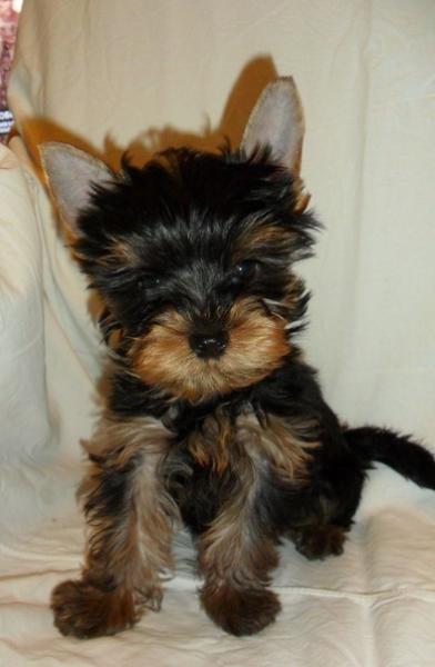 post-1134-055990500 1318587599_thumb.jpg