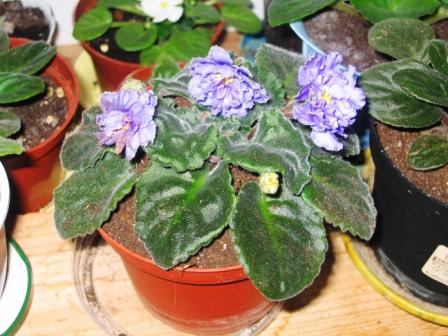 post-1784-011681600 1289257185_thumb.jpg