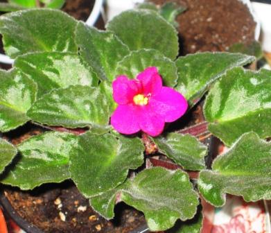 post-1784-042092800 1289257189_thumb.jpg