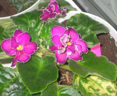 post-1784-059416400 1289257268_thumb.jpg