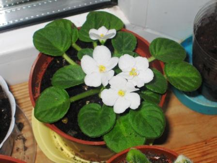 post-1784-063722700 1289257169_thumb.jpg