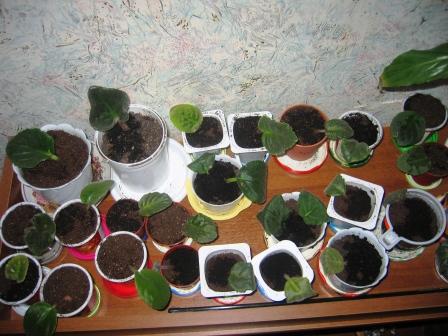 post-1784-068238700 1289257162_thumb.jpg