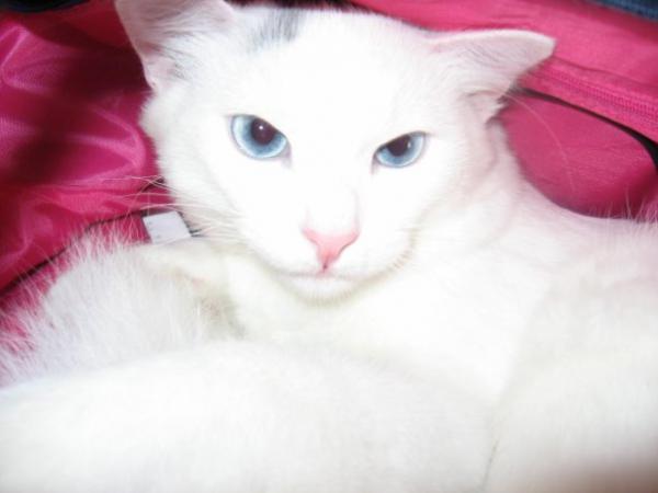 post-1836-066102900 1289656382_thumb.jpg