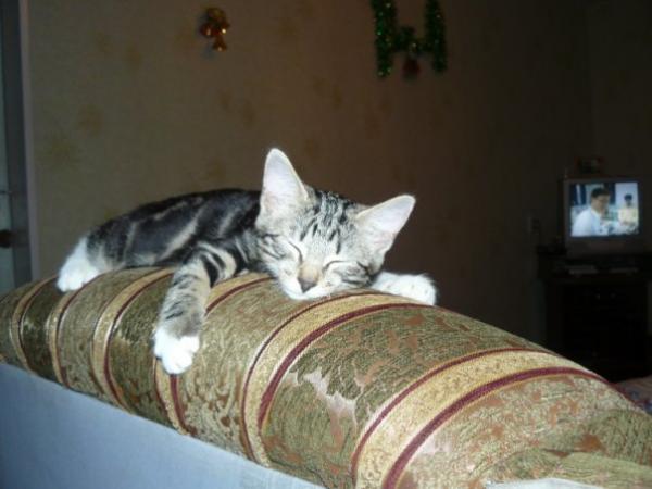 post-245-052058500 1289922858_thumb.jpg