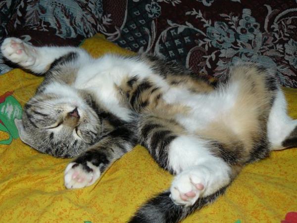 post-245-075077200 1289923076_thumb.jpg