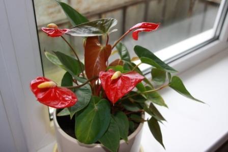 post-2896-022862500 1289065719_thumb.jpg