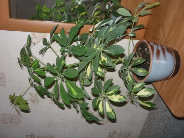 post-3021-001732200 1289250363_thumb.jpg