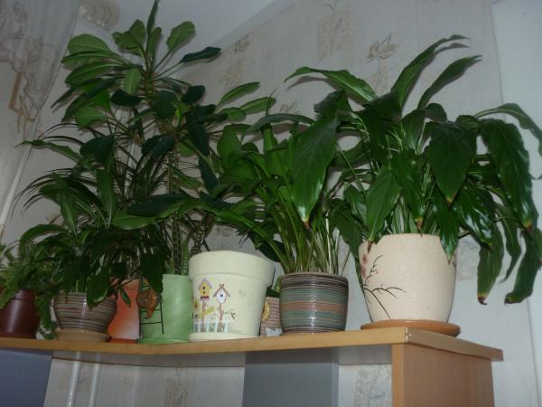 post-3021-020008500 1289250913_thumb.jpg