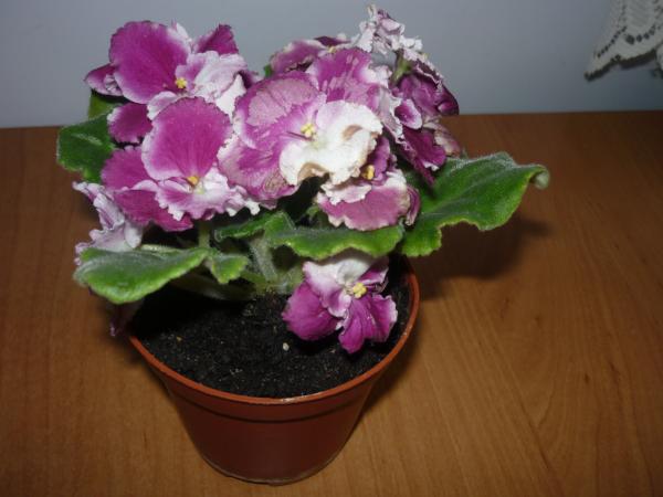 post-3021-022559700 1289305053_thumb.jpg