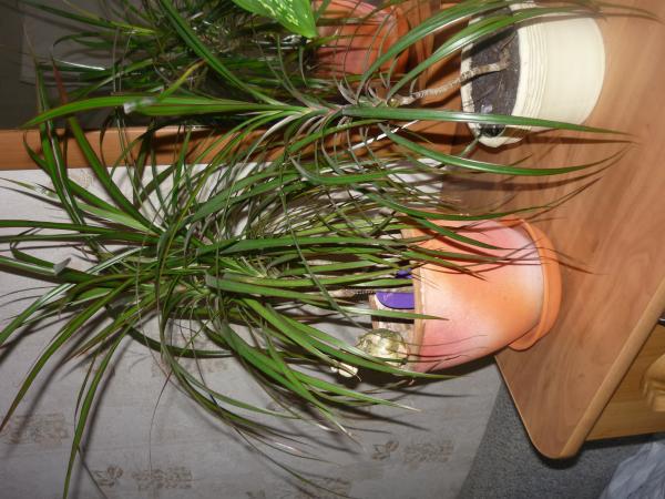 post-3021-037584100 1289250516_thumb.jpg