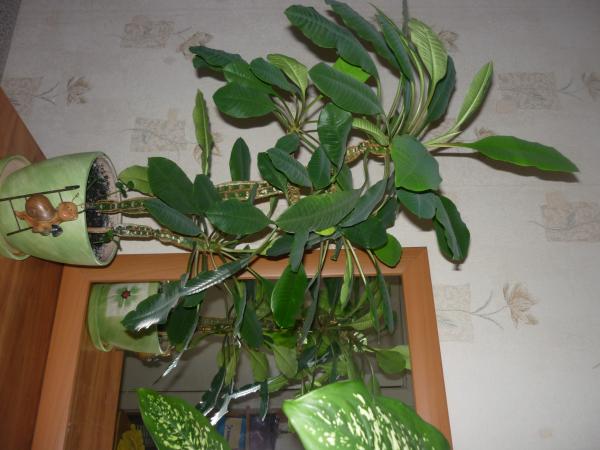 post-3021-046987500 1289250438_thumb.jpg