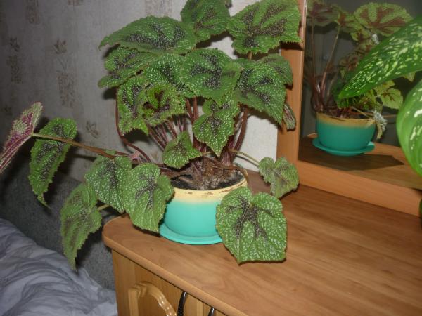 post-3021-052020000 1289250617_thumb.jpg