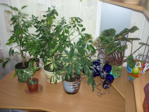 post-3021-075140200 1289250735_thumb.jpg