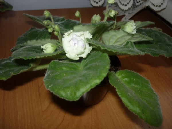 post-3021-080641800 1289305130_thumb.jpg