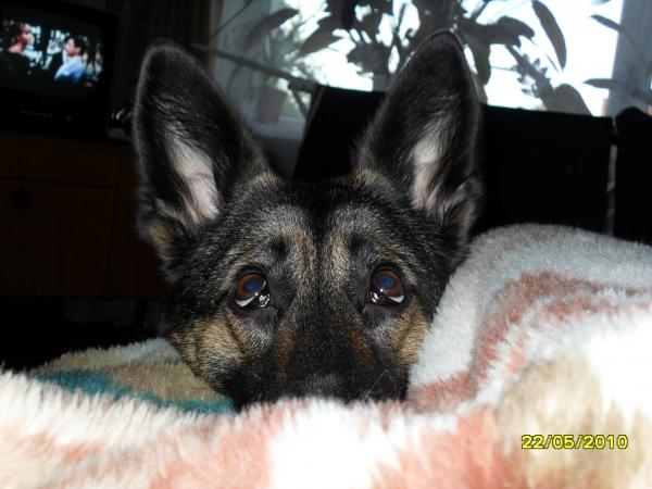 post-3038-072835800 1290859372_thumb.jpg