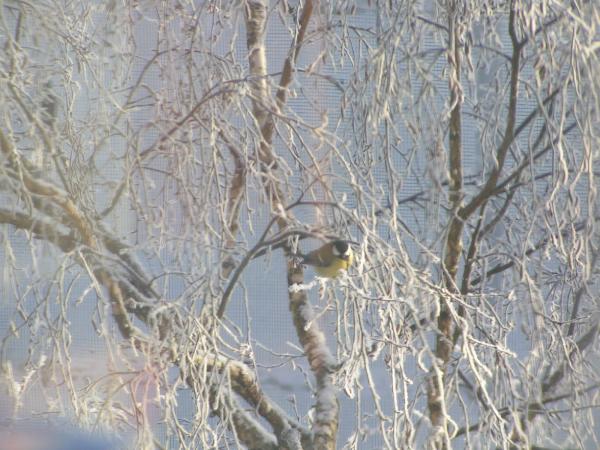 post-2259-014005700 1291808715_thumb.jpg