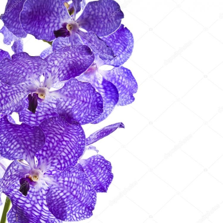 depositphotos_15804337-stock-photo-border-of-orchid-flower-vanda.jpg